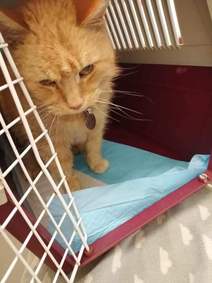ShropsCatRescue's tweet photo. #TuesdayCatchup ~ Visit to #QuarryVets last week ~ Xbie & Rob were given the all clear following their dentals. Dilly for her normal injection & Rubin who has lost some weight. Other vet visitors were cats who had come into the Shelter ~ see link ππ
https://t.co/D3BBKHdBCY https://t.co/eGoNLgLWhV