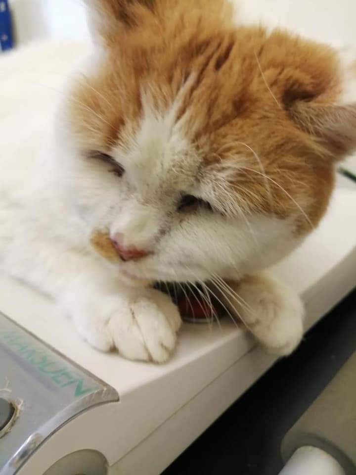 ShropsCatRescue's tweet photo. #TuesdayCatchup ~ Visit to #QuarryVets last week ~ Xbie & Rob were given the all clear following their dentals. Dilly for her normal injection & Rubin who has lost some weight. Other vet visitors were cats who had come into the Shelter ~ see link ππ
https://t.co/D3BBKHdBCY https://t.co/eGoNLgLWhV