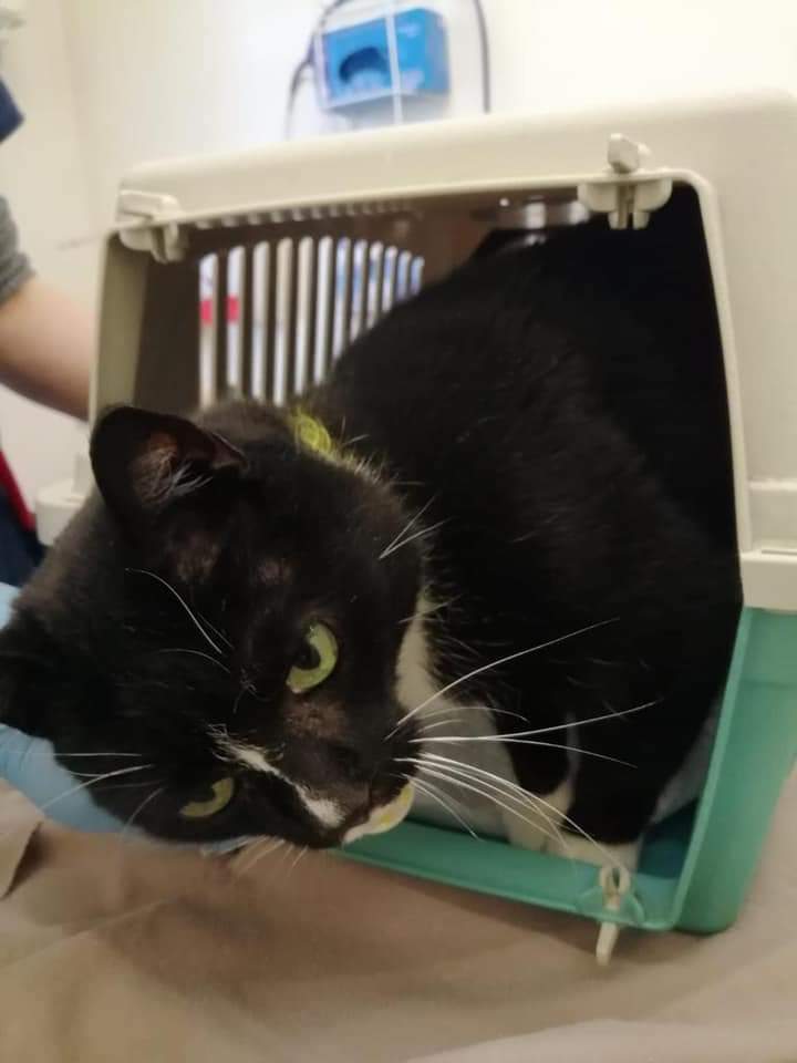 ShropsCatRescue's tweet photo. #TuesdayCatchup ~ Visit to #QuarryVets last week ~ Xbie & Rob were given the all clear following their dentals. Dilly for her normal injection & Rubin who has lost some weight. Other vet visitors were cats who had come into the Shelter ~ see link ππ
https://t.co/D3BBKHdBCY https://t.co/eGoNLgLWhV