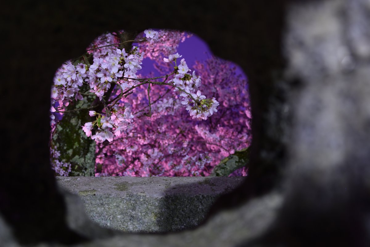 kuni_mizomizo's tweet photo. 郡山城跡の麓にある元就の必勝祈願所だった、清神社の夜桜見物。
本日のお題は、「真夜中は別の顔」です。
#お花見 #清神社 #安芸高田市 #満開 #写真スポット #毛利元就 #Nikon #D500 #夜桜 #妖艶 #パワースポット #ぶらりPhoto #ぶらりフォト散歩 #PhotoWalker #LocalJapan #LocalJapanSpot https://t.co/3p2CtVQldQ