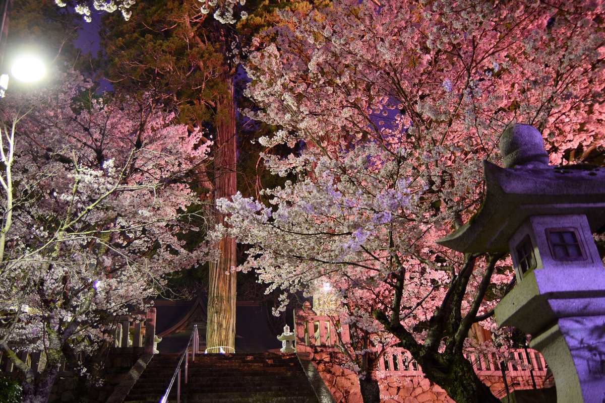 kuni_mizomizo's tweet photo. 郡山城跡の麓にある元就の必勝祈願所だった、清神社の夜桜見物。
本日のお題は、「真夜中は別の顔」です。
#お花見 #清神社 #安芸高田市 #満開 #写真スポット #毛利元就 #Nikon #D500 #夜桜 #妖艶 #パワースポット #ぶらりPhoto #ぶらりフォト散歩 #PhotoWalker #LocalJapan #LocalJapanSpot https://t.co/3p2CtVQldQ