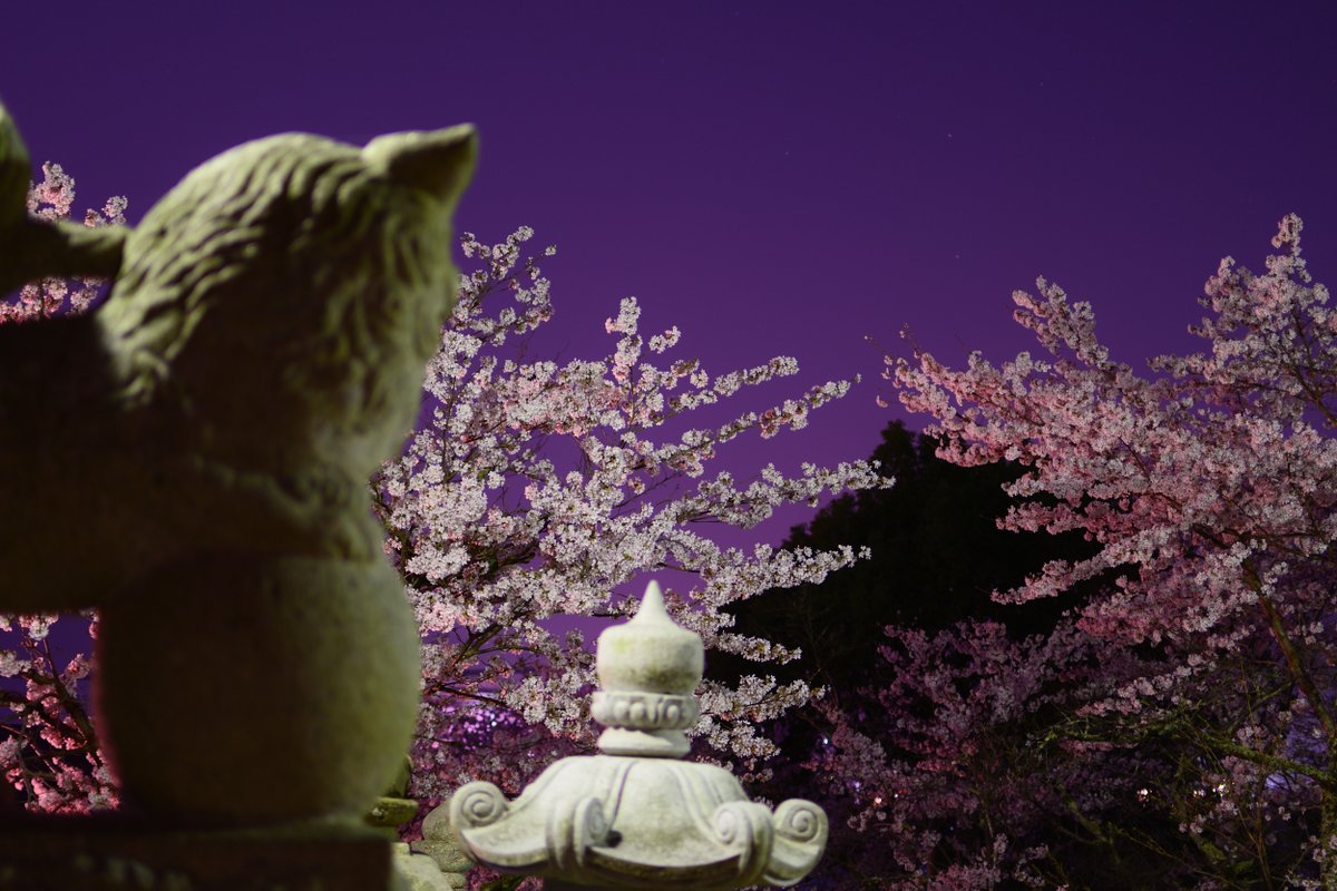 kuni_mizomizo's tweet photo. 郡山城跡の麓にある元就の必勝祈願所だった、清神社の夜桜見物。
本日のお題は、「真夜中は別の顔」です。
#お花見 #清神社 #安芸高田市 #満開 #写真スポット #毛利元就 #Nikon #D500 #夜桜 #妖艶 #パワースポット #ぶらりPhoto #ぶらりフォト散歩 #PhotoWalker #LocalJapan #LocalJapanSpot https://t.co/3p2CtVQldQ
