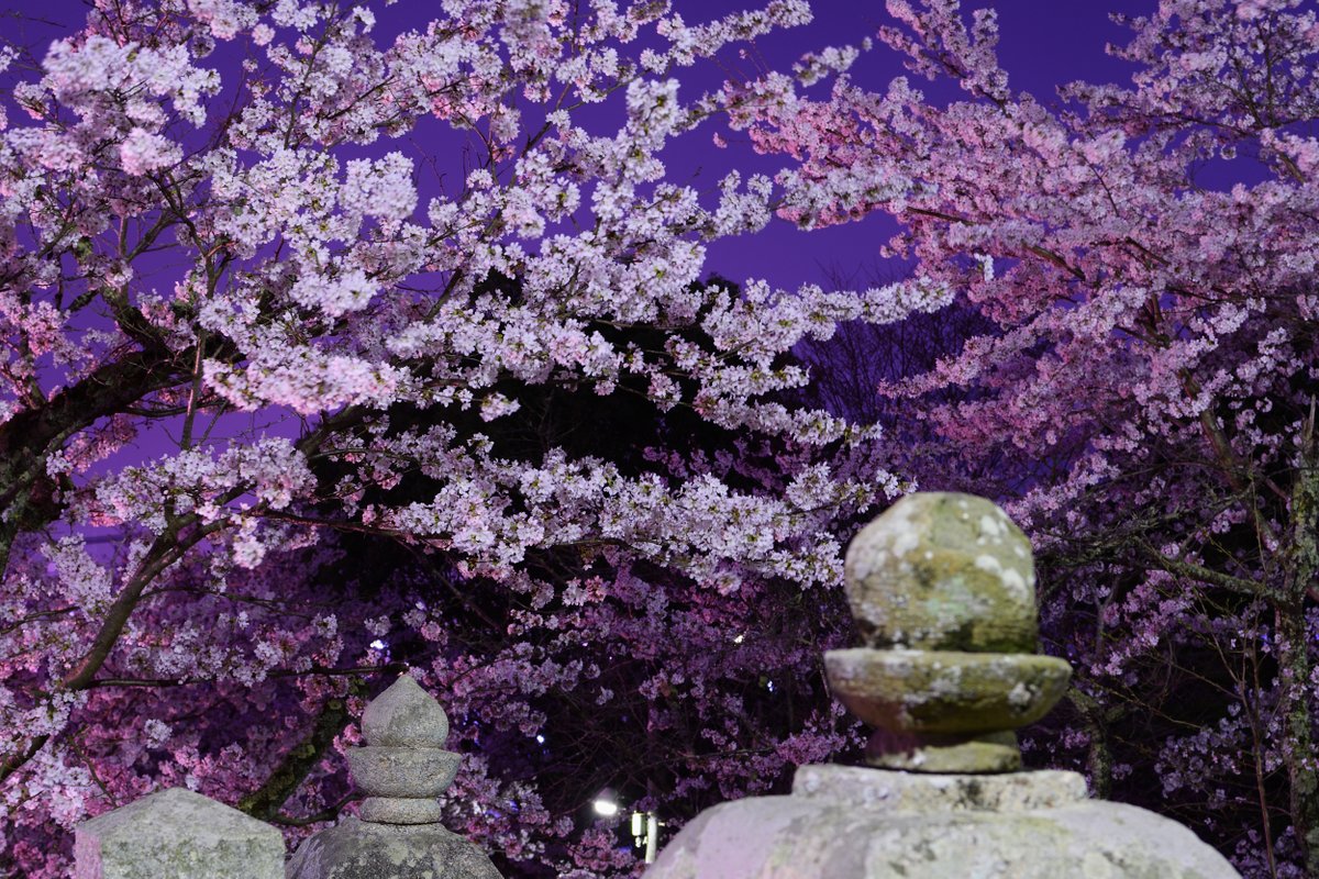 kuni_mizomizo's tweet photo. 郡山城跡の麓にある元就の必勝祈願所だった、清神社の夜桜見物。
本日のお題は、「真夜中は別の顔」です。
#お花見 #清神社 #安芸高田市 #満開 #写真スポット #毛利元就 #Nikon #D500 #夜桜 #妖艶 #パワースポット #ぶらりPhoto #ぶらりフォト散歩 #PhotoWalker #LocalJapan #LocalJapanSpot https://t.co/3p2CtVQldQ
