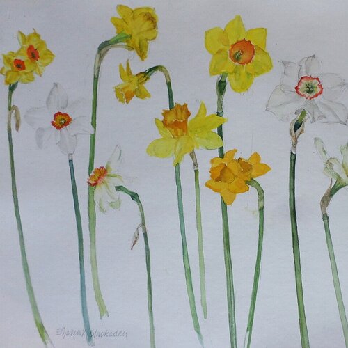 womensart1's tweet photo. 'Daffodils' by Elizabeth Blackadder, Scottish painter and printmaker #womensart https://t.co/EgwTM1ooUT