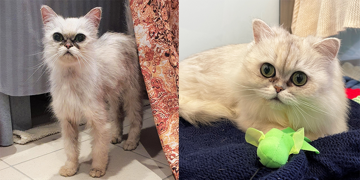 What a difference some love and care can make! 🤯😍 Check out Candy's #TransformationTuesday. After arriving at Battersea in a sorry state, she spent some time with the experts at our London cattery, who were able to restore her to full health before finding her a loving home. 💙