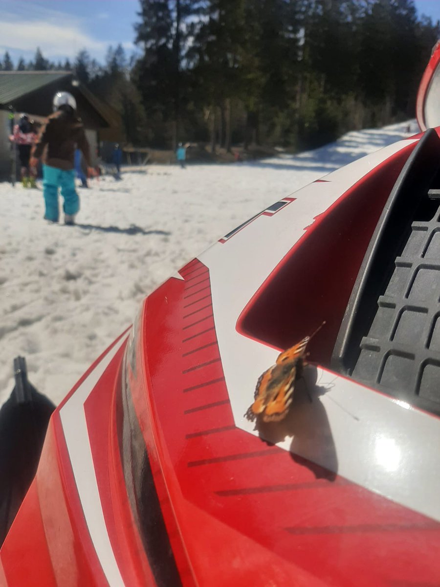 Trotz milder Temperaturen sind die Pisten morgens in einem top Zustand. Es herrscht sogar Bodenfrost aufgrund der sehr trockenen Luft. Über Nacht entsteht eine feste, frostige Oberfläche. Wer feste Pisten haben will, kauft ein Vormittagsticket. ⛷🏂
#skiliftkarussell #winterberg