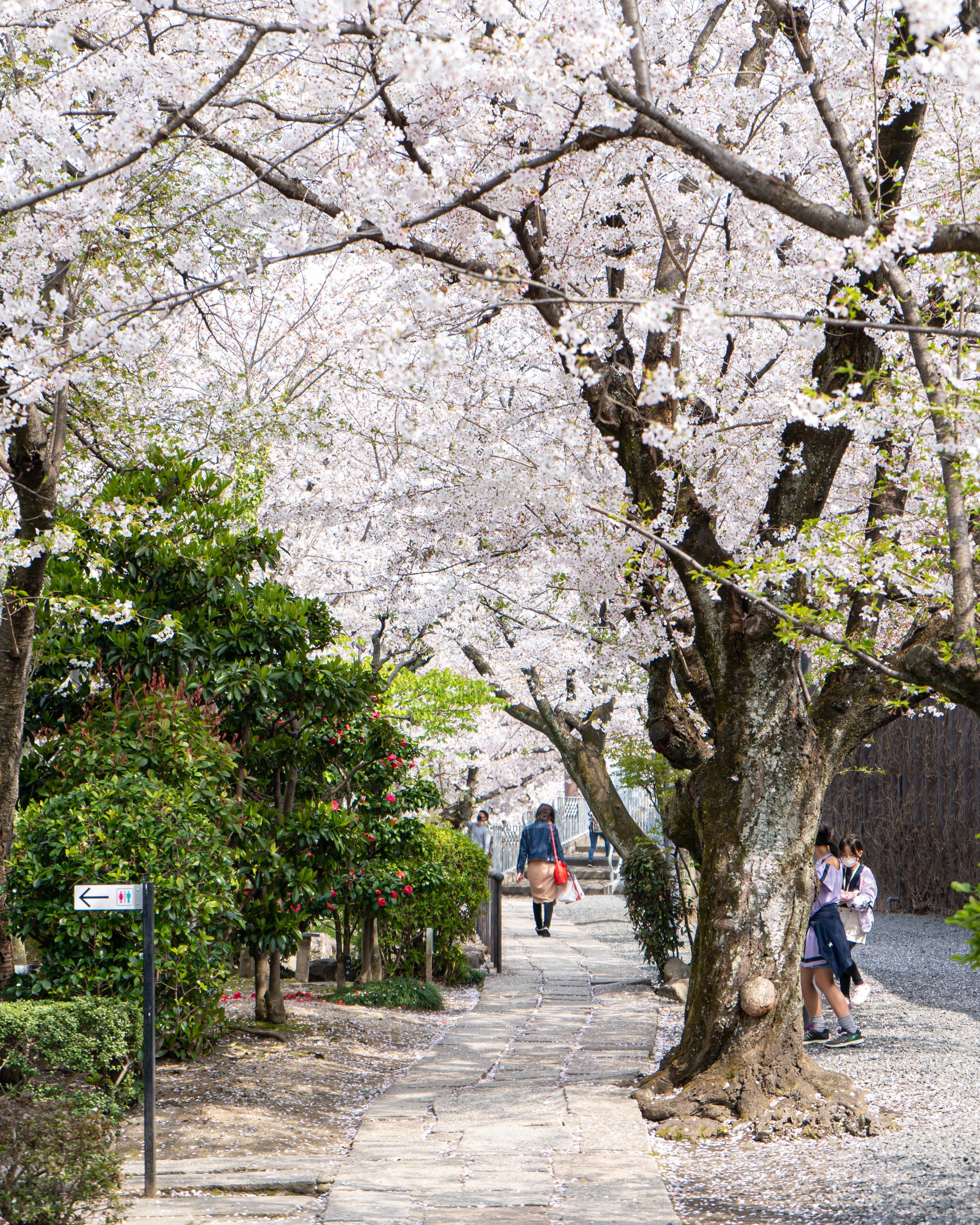 倉敷アイビースクエア 今年も アイビースクエア の 桜並木 は満開となりました 訪れた方達の目には やさしく映っていたように思えます 皆様のお越しをアイビースクエアの 桜 たちもお待ちしております 倉敷旅行 倉敷桜スポット さくら 倉敷