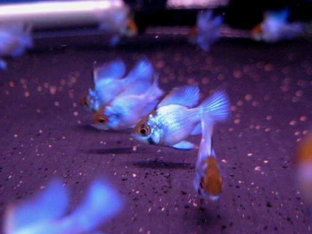 wft0213's tweet photo. 霓虹寶藍荷蘭鳳凰(2~3CM)
山水水族官網
https://t.co/2I10Sw04KI

#魚缸訂做 #魚缸造景 #魚缸 #觀賞 #觀賞魚 #水族 #熱帶魚 #水族館 #水族馆 #水族箱  #水族用品 #水族用品店 #賞魚 #魚種  #紅龍 #血紅龍 #古代魚 #烏龜 #異型 #觀賞魚水族 #觀賞魚缸 #水生生物 #kaohsiung #taiwan #高雄 #台灣 #左營 https://t.co/FT34L7Gl1p