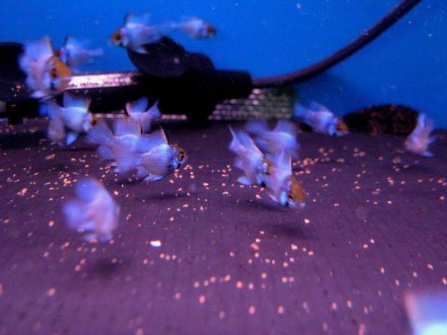 wft0213's tweet photo. 霓虹寶藍荷蘭鳳凰(2~3CM)
山水水族官網
https://t.co/2I10Sw04KI

#魚缸訂做 #魚缸造景 #魚缸 #觀賞 #觀賞魚 #水族 #熱帶魚 #水族館 #水族馆 #水族箱  #水族用品 #水族用品店 #賞魚 #魚種  #紅龍 #血紅龍 #古代魚 #烏龜 #異型 #觀賞魚水族 #觀賞魚缸 #水生生物 #kaohsiung #taiwan #高雄 #台灣 #左營 https://t.co/FT34L7Gl1p