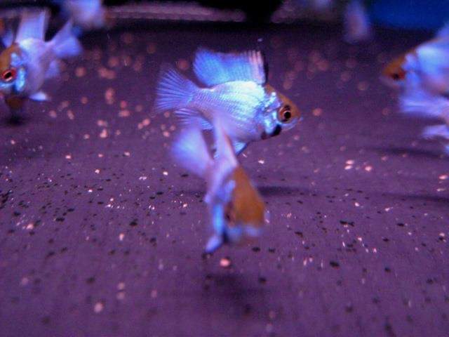 wft0213's tweet photo. 霓虹寶藍荷蘭鳳凰(2~3CM)
山水水族官網
https://t.co/2I10Sw04KI

#魚缸訂做 #魚缸造景 #魚缸 #觀賞 #觀賞魚 #水族 #熱帶魚 #水族館 #水族馆 #水族箱  #水族用品 #水族用品店 #賞魚 #魚種  #紅龍 #血紅龍 #古代魚 #烏龜 #異型 #觀賞魚水族 #觀賞魚缸 #水生生物 #kaohsiung #taiwan #高雄 #台灣 #左營 https://t.co/FT34L7Gl1p