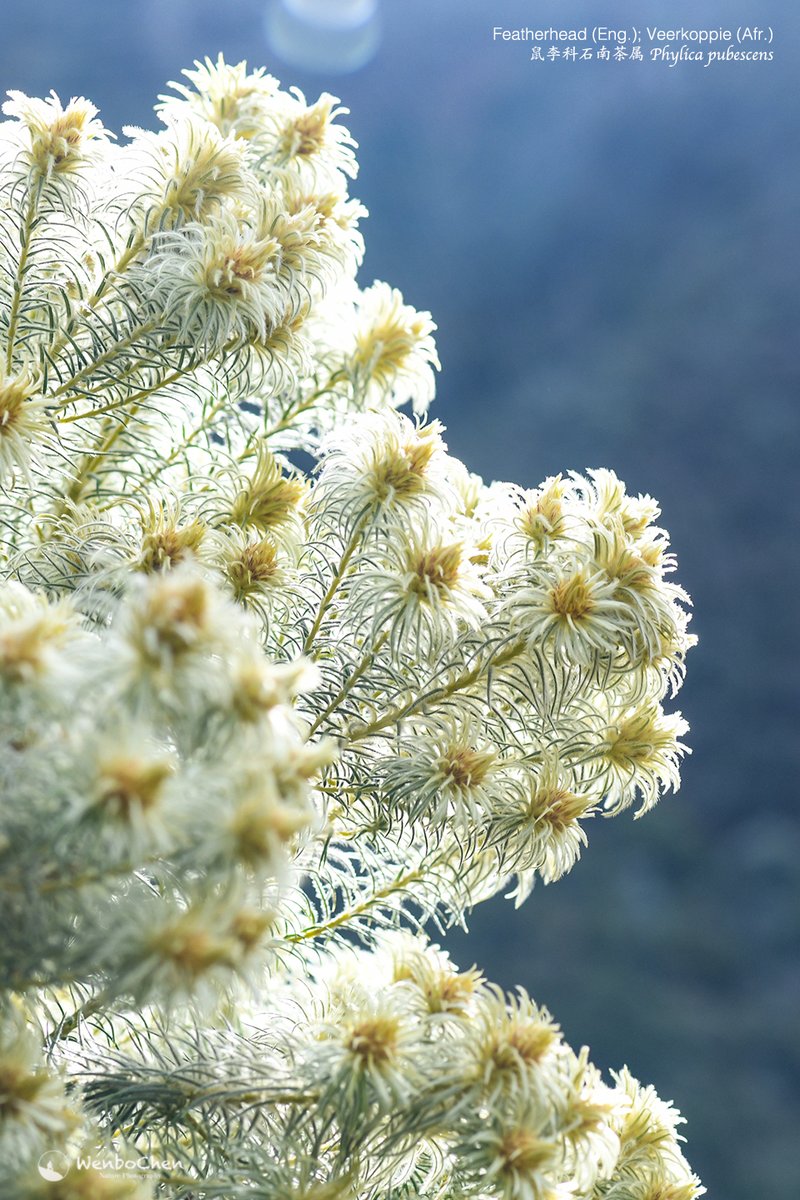 Wenbo77's tweet photo. This is a very unusual #Rhamnaceae plant to me: Phylica pubescens, from the southern coast of South Africa. It feels great as well, fluffy. 

#floraofsouthafrica #Featherhead #Veerkoppie
#南非植物 #鼠李科 #石南茶属 #Phylicapubescens https://t.co/83w4GKXjQA