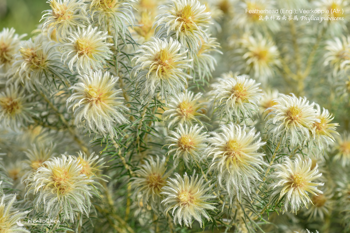 Wenbo77's tweet photo. This is a very unusual #Rhamnaceae plant to me: Phylica pubescens, from the southern coast of South Africa. It feels great as well, fluffy. 

#floraofsouthafrica #Featherhead #Veerkoppie
#南非植物 #鼠李科 #石南茶属 #Phylicapubescens https://t.co/83w4GKXjQA