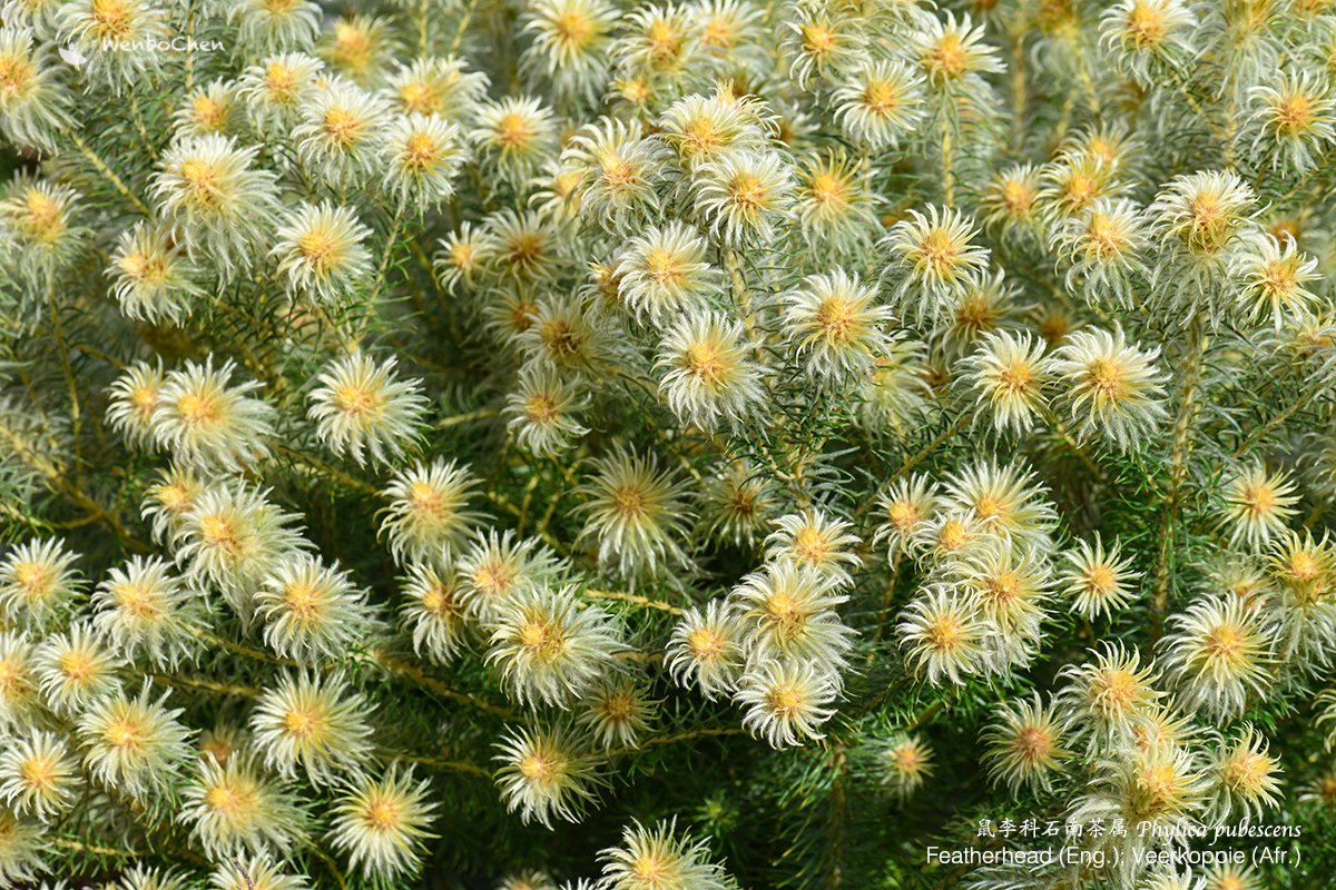 Wenbo77's tweet photo. This is a very unusual #Rhamnaceae plant to me: Phylica pubescens, from the southern coast of South Africa. It feels great as well, fluffy. 

#floraofsouthafrica #Featherhead #Veerkoppie
#南非植物 #鼠李科 #石南茶属 #Phylicapubescens https://t.co/83w4GKXjQA