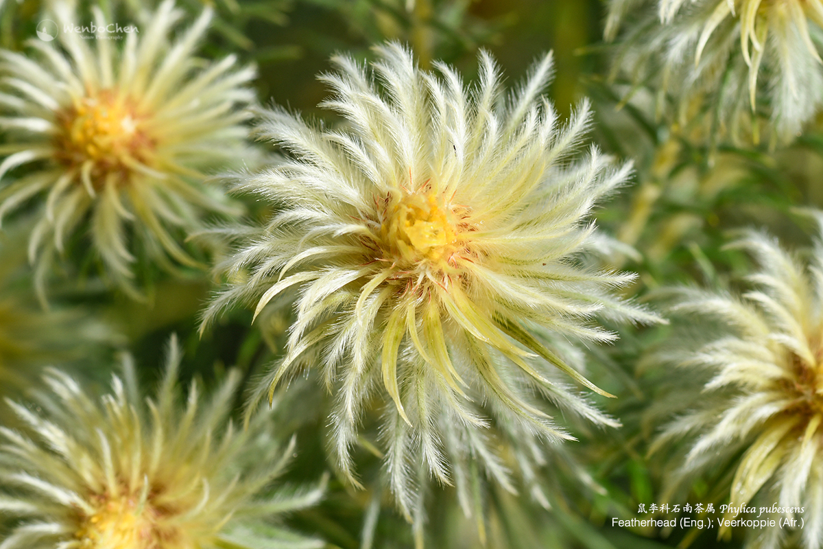 Wenbo77's tweet photo. This is a very unusual #Rhamnaceae plant to me: Phylica pubescens, from the southern coast of South Africa. It feels great as well, fluffy. 

#floraofsouthafrica #Featherhead #Veerkoppie
#南非植物 #鼠李科 #石南茶属 #Phylicapubescens https://t.co/83w4GKXjQA