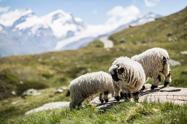 Revista Sobremesa tweet media