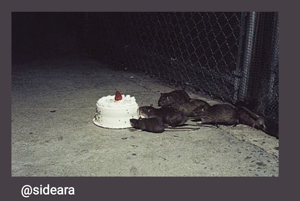 slug_legs's tweet photo. This just my mood today...

#ratking #rat #RateMyPlate #mood #alt #cottagecore #cottagegoth https://t.co/RQozLoMrGu