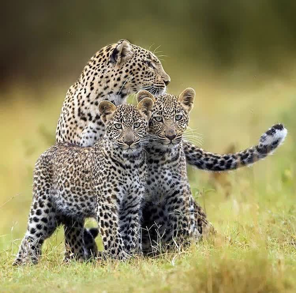 An amazing image of a Leopardess 🐆 and her two cubs 😻 on the plains of the Tanzania.

#leopard #leopardfamily #kenyasafari #kenyaunforgettable #animalphotography #photooftheday #nationalgeographic #nature #naturephotography #nature_perfection #nature_pics #tanzaniatribesafari