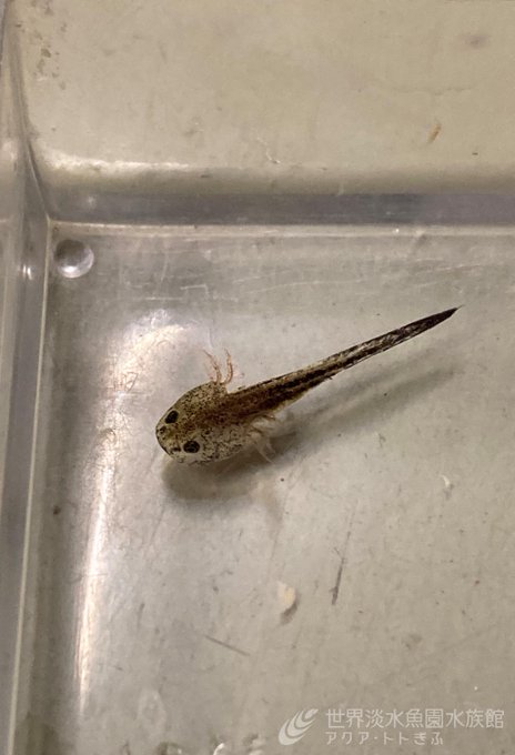 世界淡水魚園水族館 アクア トト ぎふ Aquatotto Page 5 Twilog 世界淡水魚園水族館 アクア トト ぎふ Aquatotto Page 5 Twilog