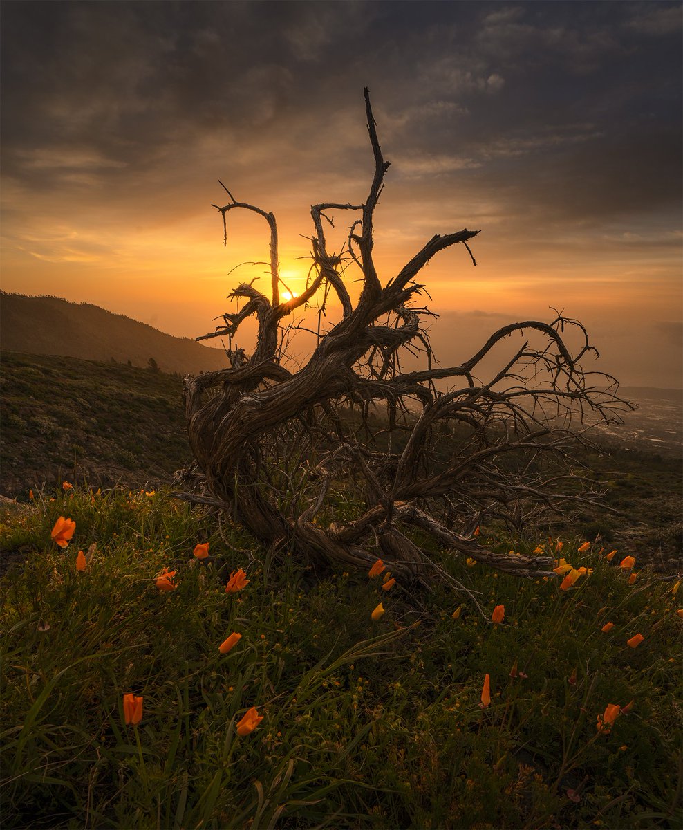 Oliendo a primavera rumbo a las cumbres de Tenerife