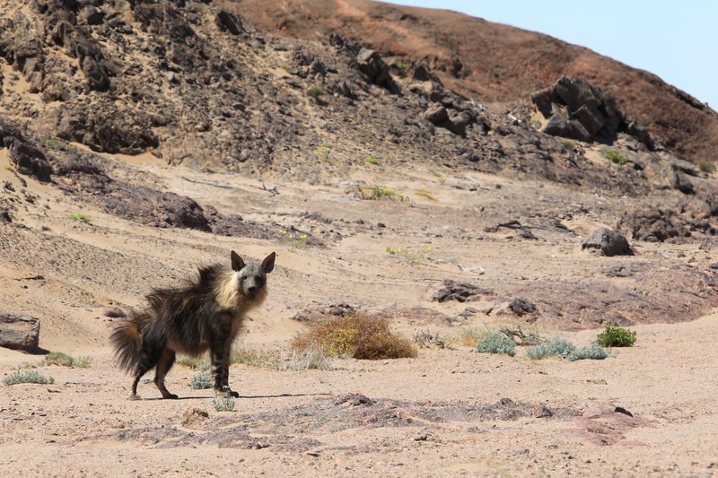 WeAreWilderness's tweet photo. Read about the Skeleton Coast Brown Hyaena Project here: https://t.co/v3x0vNkjAg
#WildernessSafaris #WeAreWilderness #SkeletonCoastBrownHyaenaProject #Namibia
#ConservationTourism #BrownHyaena https://t.co/SJEk1Kpixd