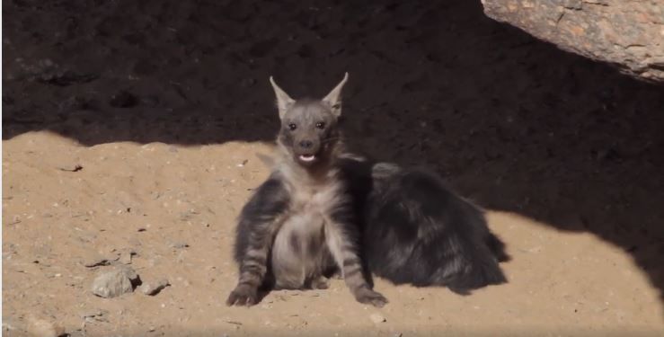 WeAreWilderness's tweet photo. Read about the Skeleton Coast Brown Hyaena Project here: https://t.co/v3x0vNkjAg
#WildernessSafaris #WeAreWilderness #SkeletonCoastBrownHyaenaProject #Namibia
#ConservationTourism #BrownHyaena https://t.co/SJEk1Kpixd