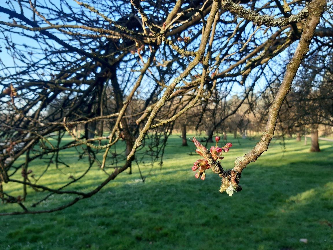 SceauxMP's tweet photo. 👉 #PointFloraison des #sakura dans le #ParcDeSceaux
🌳Ce matin, du côté des #cerisiers du bosquet nord...
🌸 Les bourgeons vont s’ouvrir cette semaine et le pic de la #floraison aura lieu la semaine prochaine
🎉 Bientôt le #hanami !
📷 CD92/ J.Houvet https://t.co/In8b8hMGcN