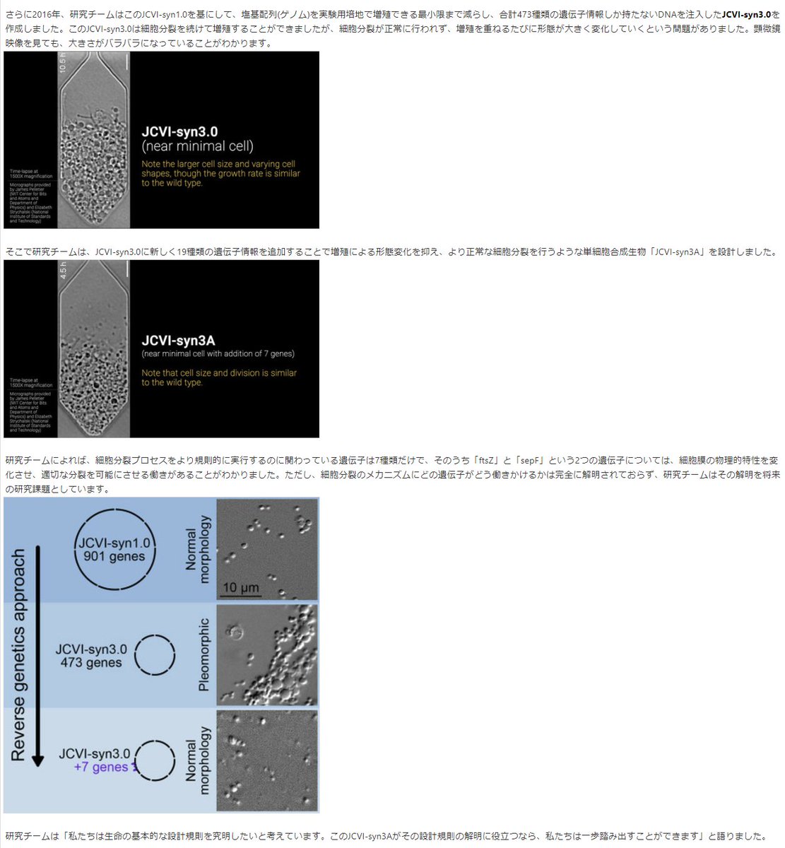 Research 分子が関わりあう人工細胞から生命を考える 栗原顕輔 季刊 生命誌 Jt生命誌研究館