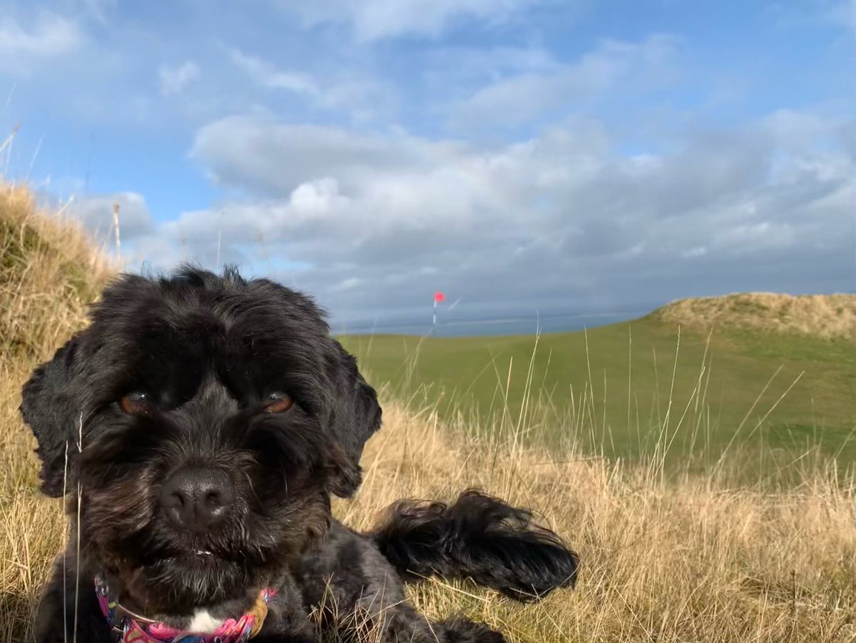 jimmythebunch's tweet image. What a day. Spring at the #castlecourse @TheHomeofGolf I just wish I was playing. #newmorningcommute