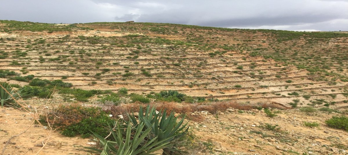 EriPrism's tweet photo. #Eritrea joining the #Saudi "Greening Initiative" per invite of #MBS to Eritrea President Isaias Afwerki.
What does the initiative look like
https://t.co/jSQ53pZWkj
Its something #Eritrea been engaged for years. Below how community treat its villagescape, #MaiMine, Debub https://t.co/qCZkIGawaZ