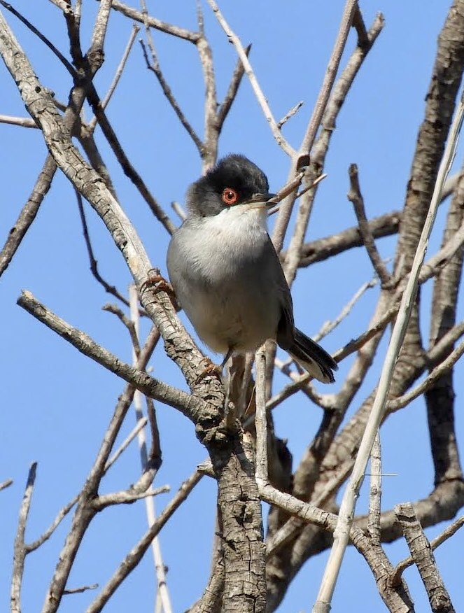 Not only are E. Subalpine warblers back, one spent yest morning in our yard. And on the car. A nice addition to our Sardinian neighbour from the day before.