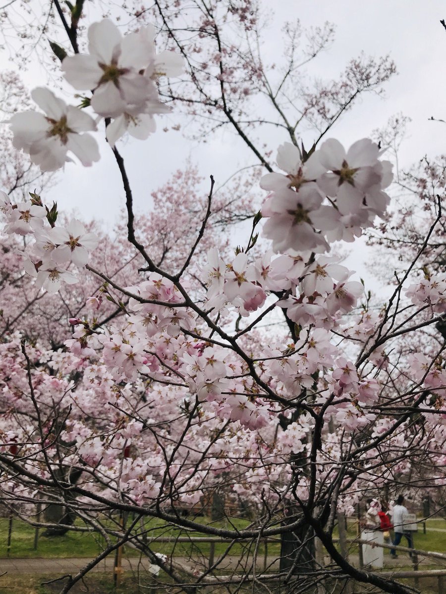 高遠城址公園に行ってきました🌸🌸🌸 