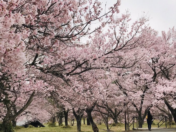 ้ซ้ ๅๅๅ
ฌๅใซ่กใฃใฆใใพใใ๐ธ๐ธ๐ธ