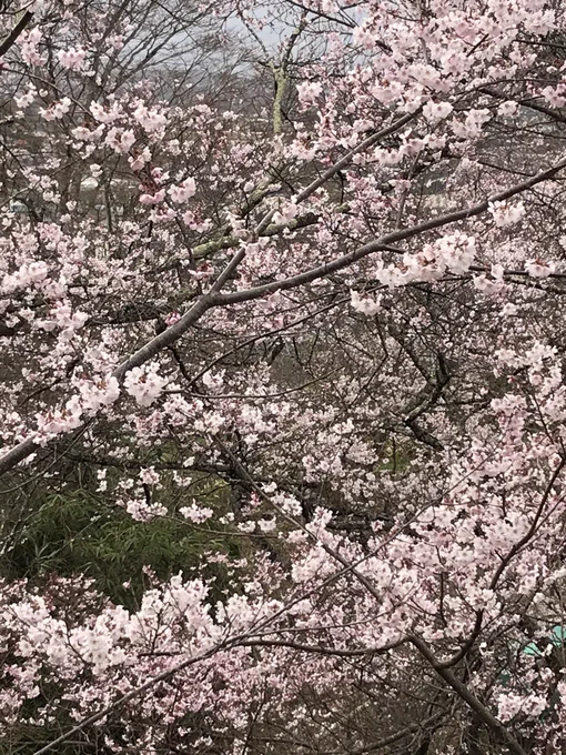 高遠城址公園に行ってきました🌸🌸🌸 