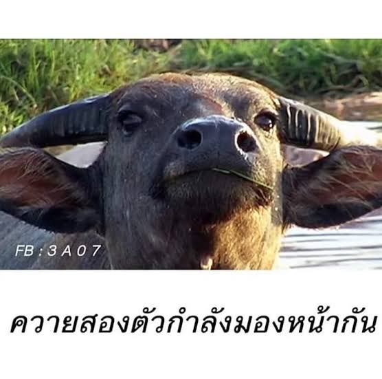 sfkkfs_'s tweet photo. เข้าใจแล้ว https://t.co/0VcjxttgJr