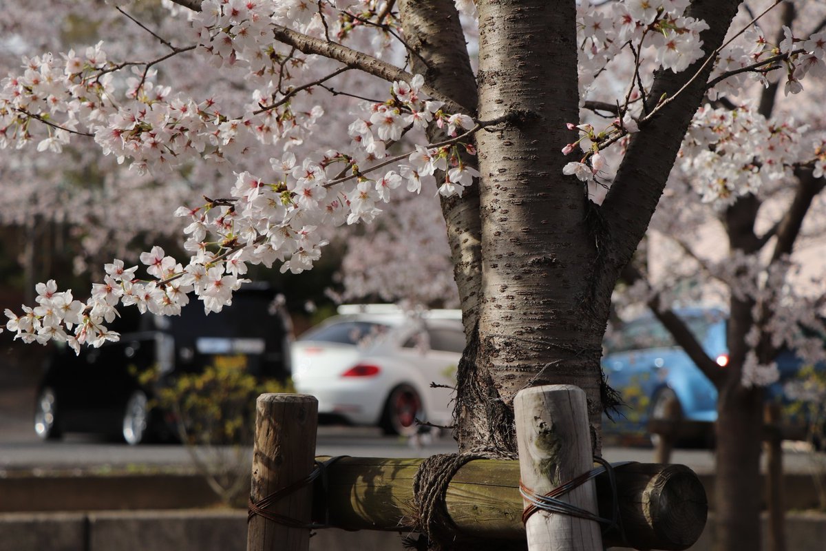 utDedMpqnZCfx1a's tweet photo. 桜と車撮ってきたよ
#桜とコラボ
#Volkswagen
#IDEAL
#FORGETECH
#フォルクスワーゲン乗りと繋がりたい https://t.co/JNpCXfxkBS