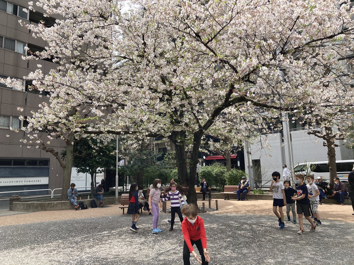 MSTokyoGinkgo's tweet photo. Ginkgo students at recess with cherry blossoms. It looks like raining! #WeAreMST #MSTGinkgo https://t.co/xNRniuHsVT