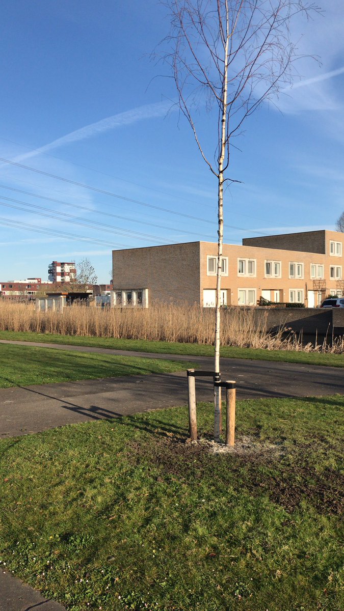 Yeah! Extra boom gevraagd aan de gemeente <a href="/rotterdam/">Gemeente Rotterdam</a> en zie hier! 🥰 #nesselande