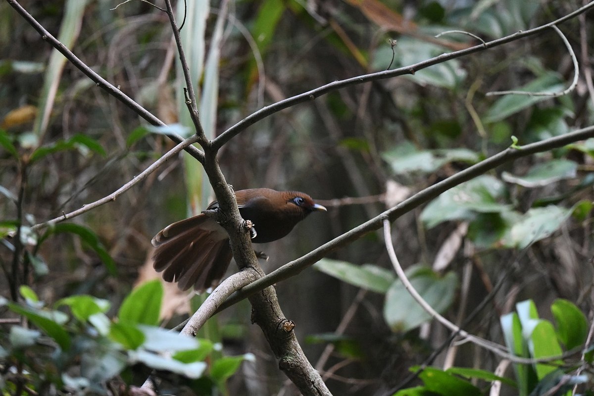 taiwanbirdguide's tweet photo. The forest in #Taiwan is pretty dark. I met this #RustyLaughingthrush about 20 mins after sunrise and I still can't freeze the bird ( 1/250 ISO 12800). This is the moment the RULA is going to jump/fly away.

#TaiwanEndemicSpecies #TaiwanBirdGuide #bird #birding #birdtour #Taiwan https://t.co/INAPwDBfeg