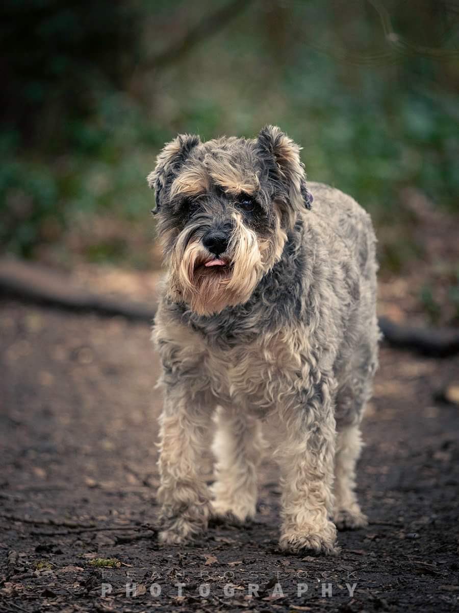 ladybeCon's tweet photo. Wonderfully shaggy Mabel. 10 years old and only 3 years living life as a dog should. She has come along way since the puppy farm but her memories still haunt her. #mumsofmany #schnauzerfest #tongueouttuesday #shnauzergang #DogsofTwittter photo by @D_BostockPhoto https://t.co/OcMd5RNUDn