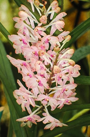 orchidcommittee's tweet photo. #Vanda christensoniana from Vietnam, described by Haager in 1993 as an #Ascocentrum
#Photo @kewgardens by Andre Schuiteman of
@orchidcommittee &amp; @kewgardens
#orchidées #botany #orquidea #orquideas #orchids #flower #flowerphotography #photography #Nature
#orchid #NaturePhotography https://t.co/7y5Q3npxnX