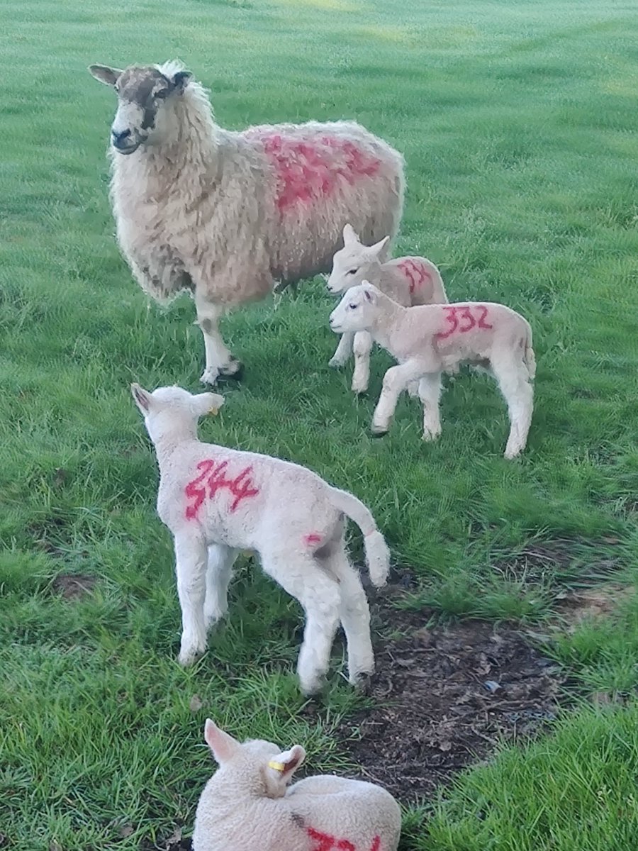 FootTrailsUK's tweet photo. Signs of spring in the fields of South West England. And some wonderful warm sunny temperatures too. ☀️😎
#FootTrails #spring #walking https://t.co/lzaCT4xzjY