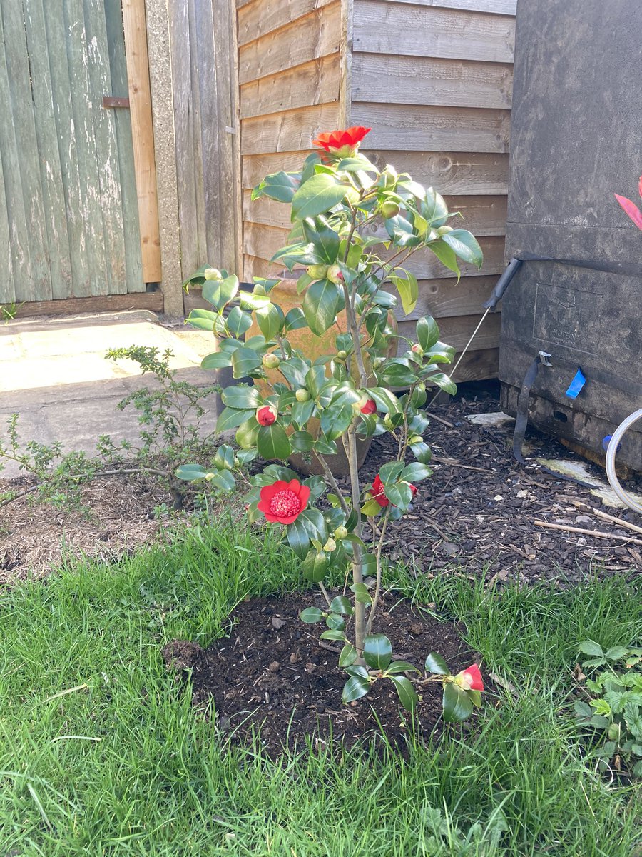 zoeclaymore's tweet photo. Camellia Japonica bob’s tinse (what a name) now out and proud. This is a dwarf camellia which is shade tolerant and will hopefully only grow to 1.5m so great for a small garden. #smallgarden #camellia #smallshrub #springishere https://t.co/qWB1BZQMO0