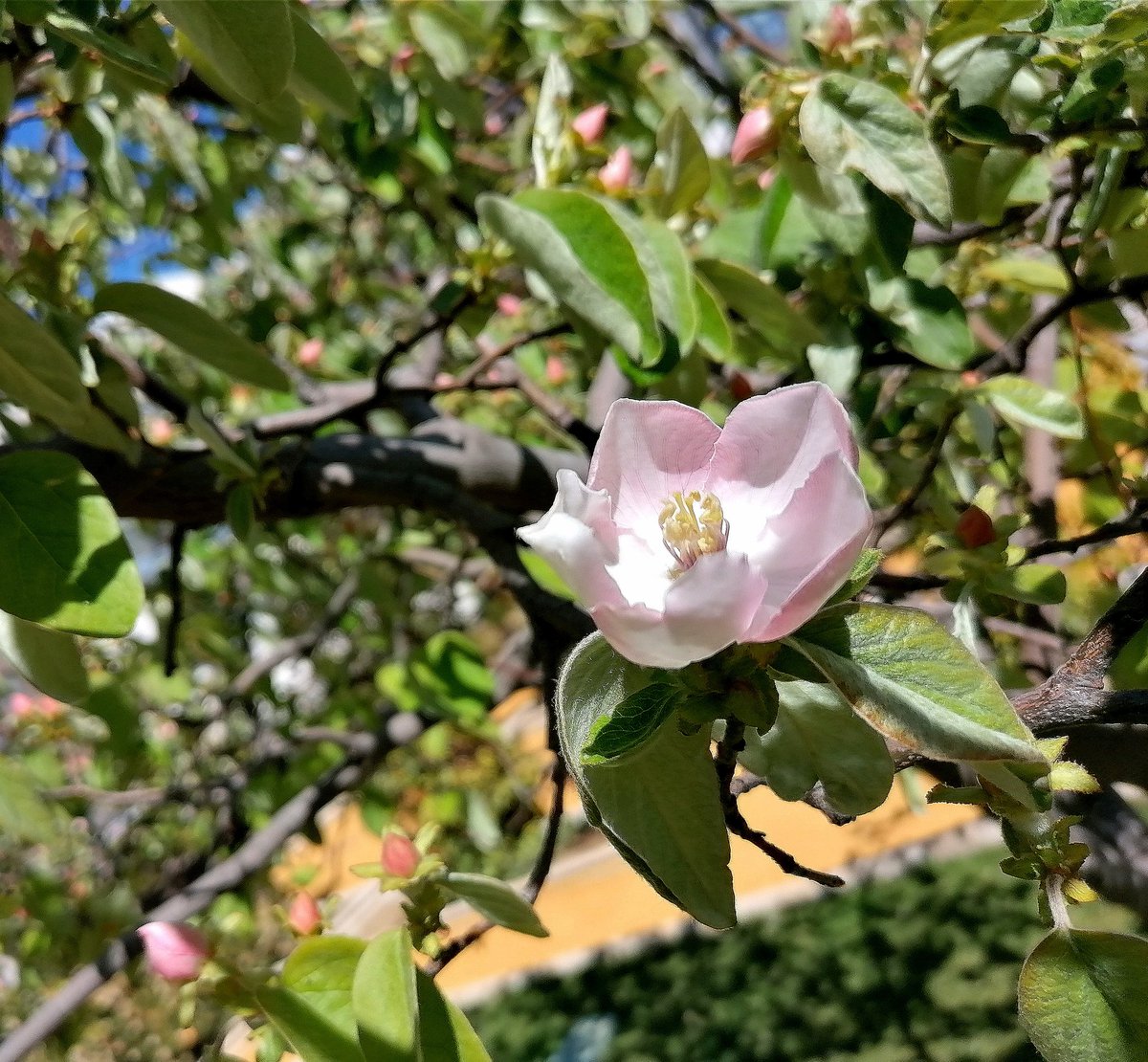 QuercusMadrid's tweet photo. 🌸Hoy os deseamos un feliz día con esta preciosa foto, ¿sabéis de qué especie de frutal se trata?
🧐Si agrandáis la imagen podéis observar la pelusilla que tienen las hojas, al igual que en un futuro la tendrán sus frutos...
#FelizMartesATodos https://t.co/VvE5mq75r9