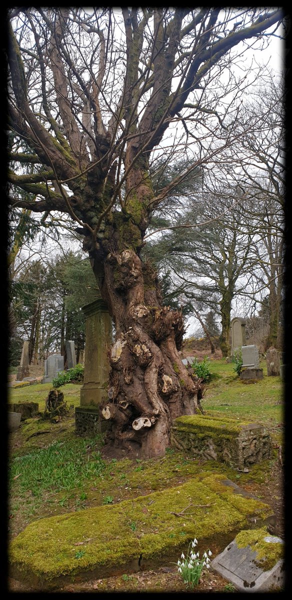 TheCemetress's tweet photo. Good morning #thicktrunktuesday
๐ฒโ๐ฝ๐ค
#Pareidolia
#ConjoinedHeads
#WiseHeads
#CemeteryTree
#LifeAfterDeath
#Snowdrops
#MossIsBoss
#Treemmunity https://t.co/9SLJENFkDm