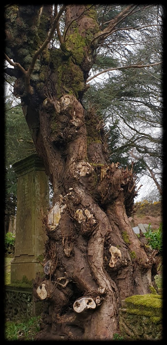 TheCemetress's tweet photo. Good morning #thicktrunktuesday
๐ฒโ๐ฝ๐ค
#Pareidolia
#ConjoinedHeads
#WiseHeads
#CemeteryTree
#LifeAfterDeath
#Snowdrops
#MossIsBoss
#Treemmunity https://t.co/9SLJENFkDm