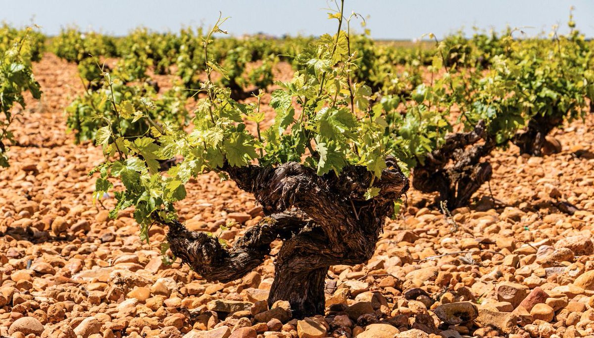 We have just announced details of our 2021 writing competition at bit.ly/3sz8RuA This year's theme is illustrated below. A trip to S Africa, mags of <a href="/RidgeVineyards/">Ridge Vineyards</a> Geyserville &amp; some special secateurs(!) to be won