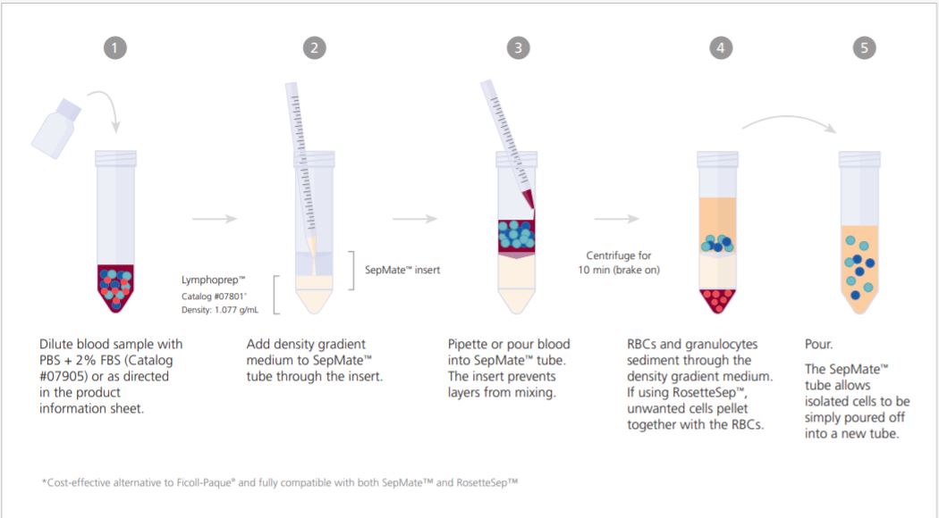 ZSwiatczak's tweet photo. 15min PBMCs Isolation with #SepMate™ tubes
https://t.co/LjbrptvKUO https://t.co/TbiPIe3ATu
