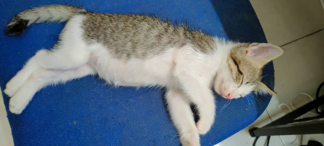 adibahhanun's tweet photo. Good news! Today is Noah's 6th day of treatment and her abdomen circumference has dropped by 2 cm which is amazing β€οΈ
#kucingfip #fipkitten #basmifip #fipwarrior #gs441524 #fipcat https://t.co/zpvaut3i2M