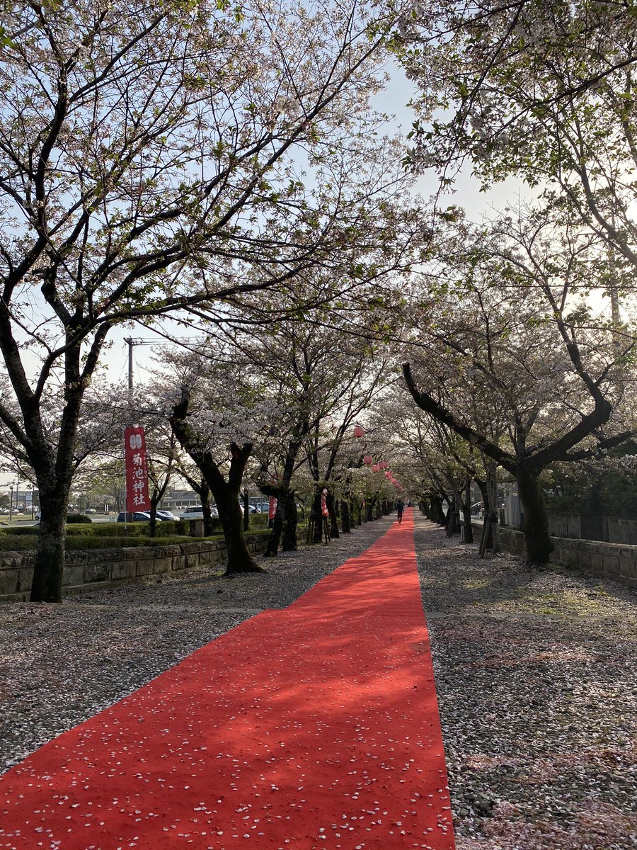 serids's tweet photo. 桜散る。
予定より1週程早いですが今からレッドカーペットを撤収します。
ありがとうございました。 https://t.co/Tqnu2Qm6GY