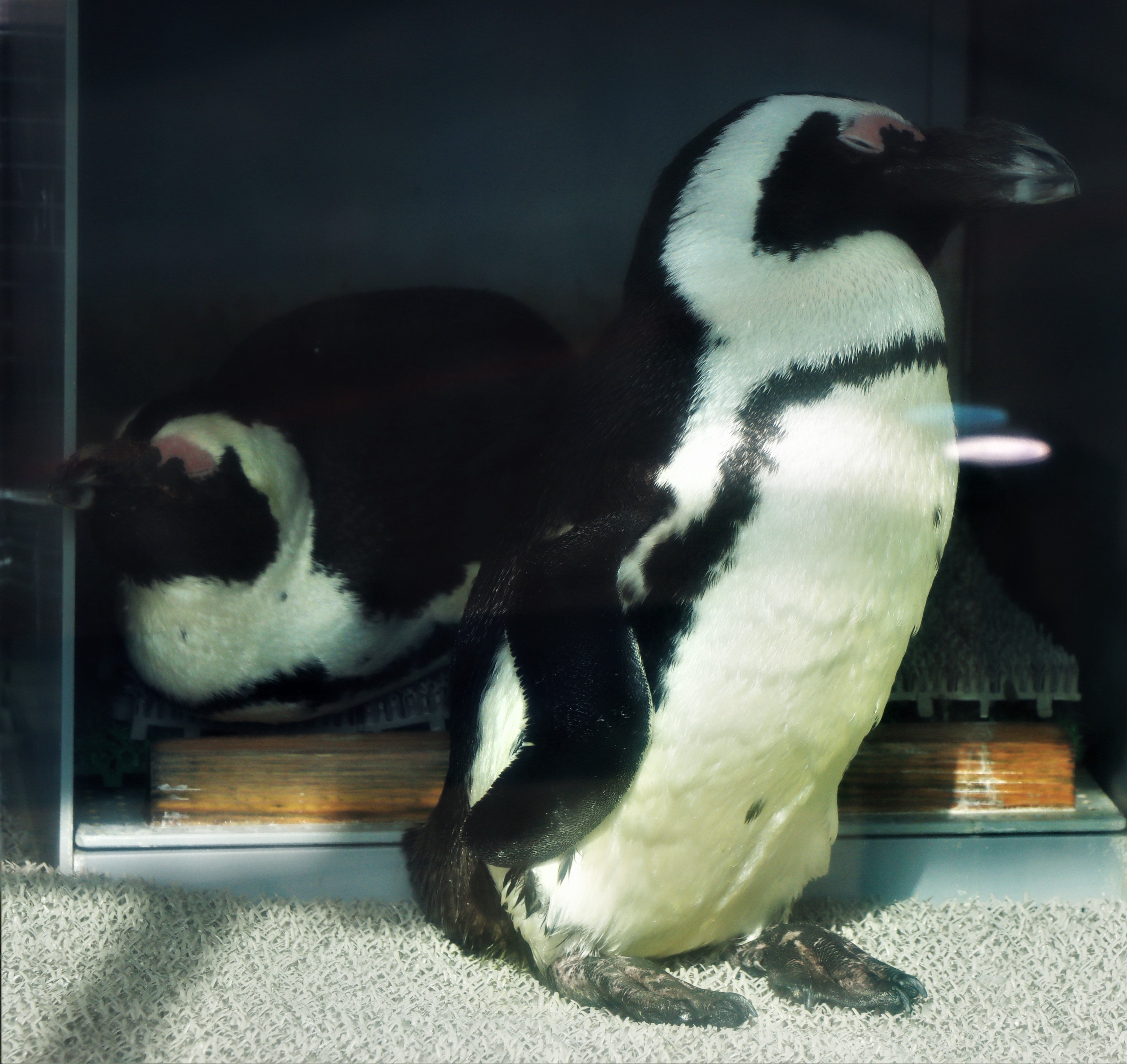 サンシャイン水族館 みんなで考えよう 世界ペンギン カワウソの日 開催予告 サンシャイン水族館では ペンギン カワウソの魅力を発信するとともに 生き物を取り巻く環境問題 社会問題に目を向けるきっかけとなるイベントを開催します 詳細